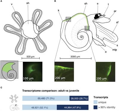 Transcriptomic Responses of Adult Versus Juvenile Atlantids to Ocean Acidification